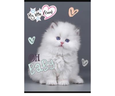 Opakowanie Zeszyt A5 16k 3-linia kolorowa my little friend mix pakiet 15 szt.