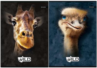 Opakowanie Zeszyt A5/60K linia Wild (5szt)