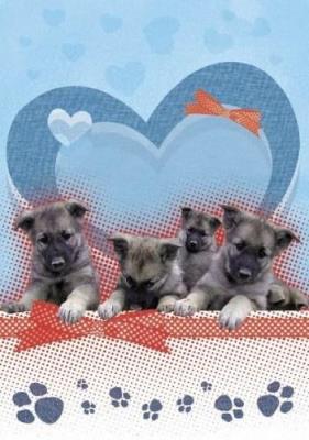 Opakowanie Zeszyt w linie. Pieski