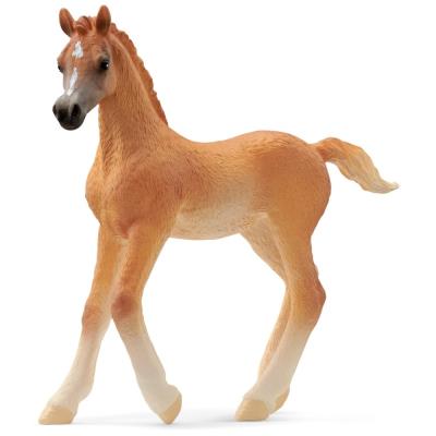 Opakowanie Źrebię czystej krwi arabskiej