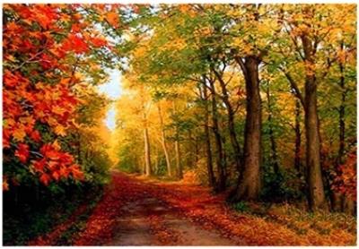 Opakowanie Diamentowa Mozaika Las jesienna ścieżka NO-1007770