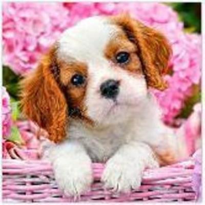 Opakowanie Diamentowa Mozaika Piesek w koszu NO-1008286