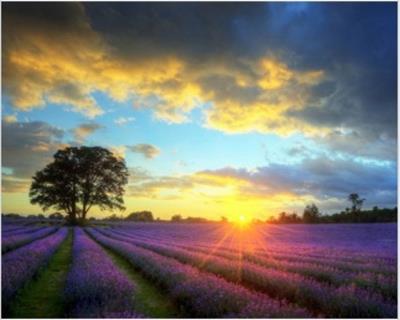 Opakowanie Diamentowa Mozaika Wschód słońca nad lawendowym polem NO-1008681