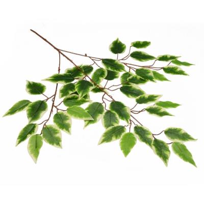 Gałązka benjamina cieniowana. Wydawca: ARPEX. SmakLiter.pl Opakowanie Gałązka benjamina cieniowana