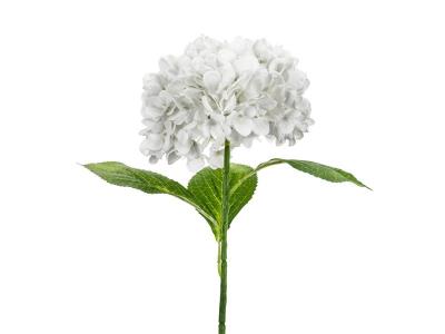 Opakowanie Hortensja Premium biała 69cm