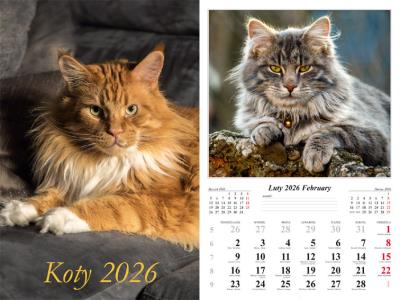 Opakowanie Kalendarz 2026 ścienny 7-k Koty
