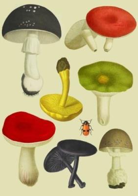 Opakowanie Karnet B6 z kopertą Grzyby