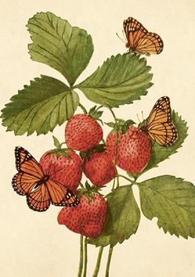 Karnet ST502 B6 + koperta Truskawki i motyle. Wydawca: Skona Ting. SmakLiter.pl Opakowanie Karnet ST502 B6 + koperta Truskawki i motyle