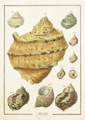 Karnet ST503 B6 + koperta Muszle. Wydawca: Skona Ting. SmakLiter.pl Opakowanie Karnet ST503 B6 + koperta Muszle