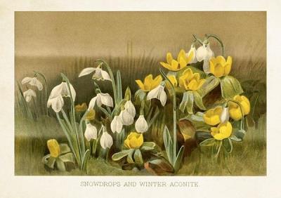 Karnet ST504 B6 + koperta Przebiśniegi. Wydawca: Skona Ting. SmakLiter.pl Opakowanie Karnet ST504 B6 + koperta Przebiśniegi