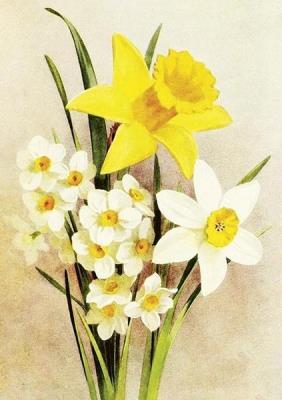 Karnet ST506 B6 + koperta Żonkil. Wydawca: Skona Ting. SmakLiter.pl Opakowanie Karnet ST506 B6 + koperta Żonkil