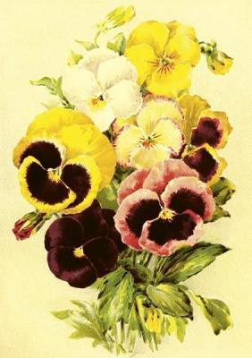 Karnet ST507 B6 + koperta Bratki. Wydawca: Skona Ting. SmakLiter.pl Opakowanie Karnet ST507 B6 + koperta Bratki