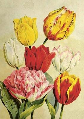 Karnet ST508 B6 + koperta Tulipany. Wydawca: Skona Ting. SmakLiter.pl Opakowanie Karnet ST508 B6 + koperta Tulipany