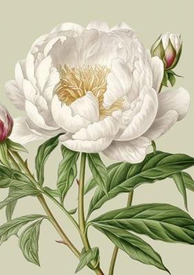 Karnet ST514 B6 + koperta Biała piwonia. Wydawca: Skona Ting. SmakLiter.pl Opakowanie Karnet ST514 B6 + koperta Biała piwonia