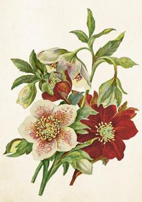 Karnet ST515 B6 + koperta Ciemiernik. Wydawca: Skona Ting. SmakLiter.pl Opakowanie Karnet ST515 B6 + koperta Ciemiernik