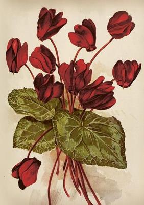 Karnet ST515 B6 + koperta Cyklameny. Wydawca: Skona Ting. SmakLiter.pl Opakowanie Karnet ST515 B6 + koperta Cyklameny