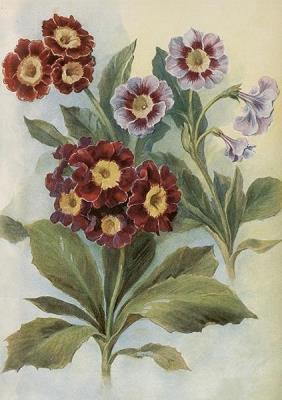 Karnet ST515 B6 + koperta Pierwiosnek bezłodygowy. Wydawca: Skona Ting. SmakLiter.pl Opakowanie Karnet ST515 B6 + koperta Pierwiosnek bezłodygowy