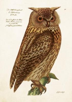 Karnet ST515 B6 + koperta Sowa. Wydawca: Skona Ting. SmakLiter.pl Opakowanie Karnet ST515 B6 + koperta Sowa