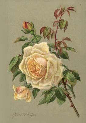 Karnet ST515 B6 + koperta Żółte róże. Wydawca: Skona Ting. SmakLiter.pl Opakowanie Karnet ST515 B6 + koperta Żółte róże