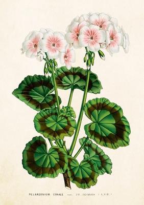 Opakowanie Karnet ST530 B6 + koperta Biała pelargonia