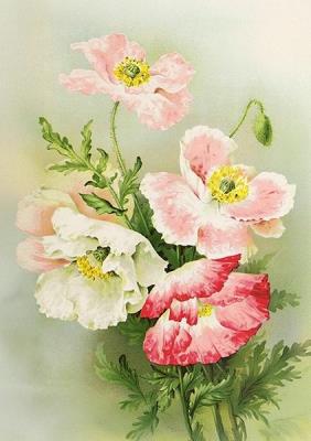 Opakowanie Karnet ST533 B6 + koperta Maki