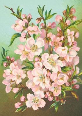 Opakowanie Karnet ST538 B6 + koperta Kwiaty jabłoni