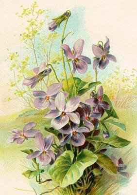 Opakowanie Karnet ST544 B6 + koperta Fiołki