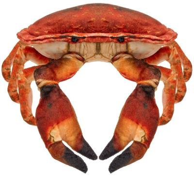 Krab słonowodny 26cm. Wydawca: Beppe. SmakLiter.pl Opakowanie Krab słonowodny 26cm