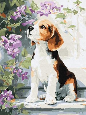 Opakowanie Malowanie po numerach - Beagle wśród kwiatów 30x40