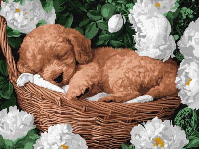 Opakowanie Malowanie po numerach - Śpiący pudel 30x40cm