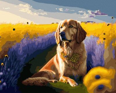 Opakowanie Malowanie po numerach + złota farba - Złoty pies..