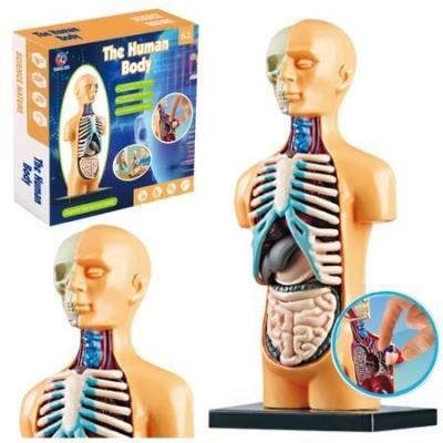 Opakowanie Model anatomiczny ciało ludzkie narządy