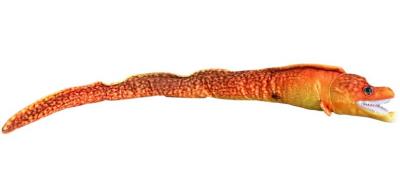 Opakowanie Murena pomarańczowa 80cm