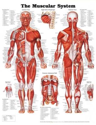 Muscular System Poster. Wydawca: Wolters Kluwer. SmakLiter.pl Opakowanie Muscular System Poster