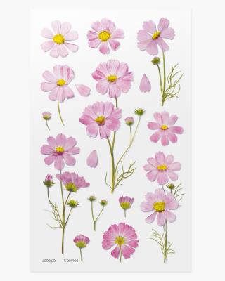 Opakowanie Naklejki ozdobne kwiaty Kosmos Aster