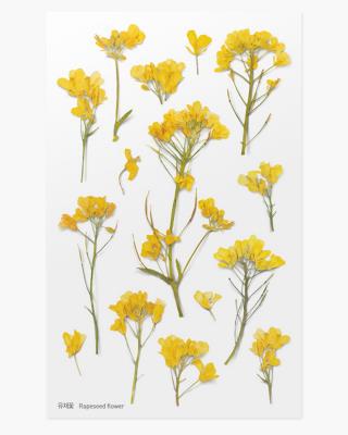 Opakowanie Naklejki ozdobne kwiaty Rzepak