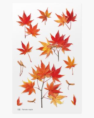 Opakowanie Naklejki ozdobne roślinne Klon palmowy