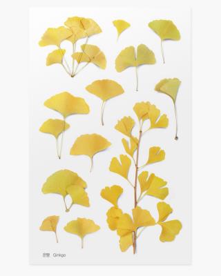 Opakowanie Naklejki ozdobne roślinne Miłorząb