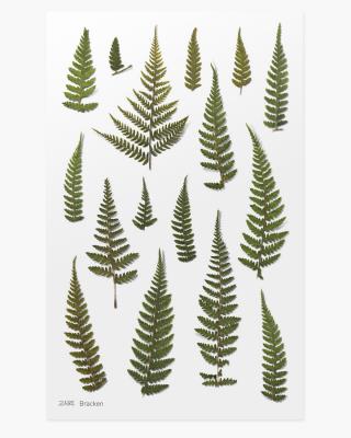 Opakowanie Naklejki ozdobne roślinne Paproć orlica