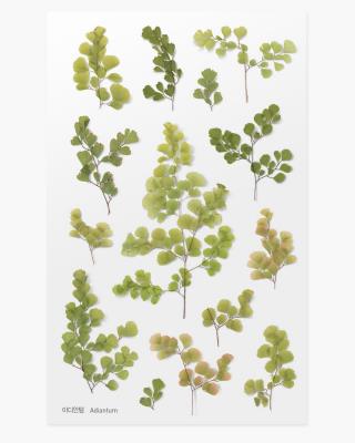 Opakowanie Naklejki ozdobne roślinne Paproć