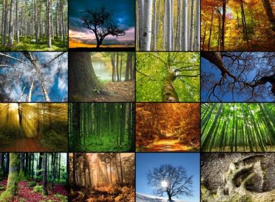 Puzzle 2000 Collage, Magiczne lasy. Wydawca: Grafika. SmakLiter.pl Opakowanie Puzzle 2000 Collage, Magiczne lasy