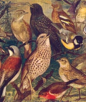 Opakowanie Ściereczka kuchenna Ptaki