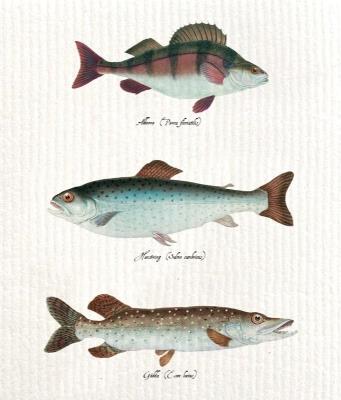 Opakowanie Ściereczka kuchenna Ryby