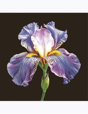 Opakowanie Serwetki MAKI Lunch SL 330x330 Ogólne 062101