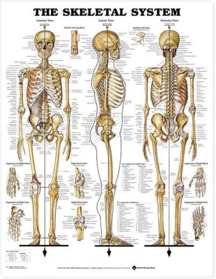 Skeletal System Poster. Wydawca: Wolters Kluwer. SmakLiter.pl Opakowanie Skeletal System Poster