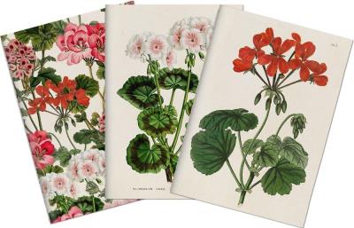 Opakowanie Stone 501 Zestaw 3 notatników A6 - pelargonia