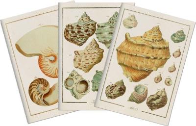 Opakowanie Stone 507 Zestaw 3 notatników A6 - muszle