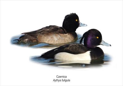 Tablica A4 Czernica. Wydawca: Koliber. SmakLiter.pl Opakowanie Tablica A4 Czernica