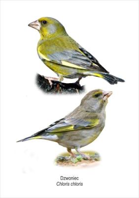 Tablica A4 Dzwoniec. Wydawca: Koliber. SmakLiter.pl Opakowanie Tablica A4 Dzwoniec