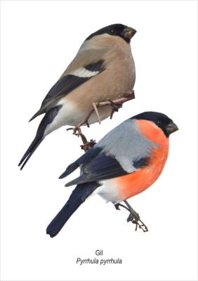 Tablica A4 Gil. Wydawca: Koliber. SmakLiter.pl Opakowanie Tablica A4 Gil